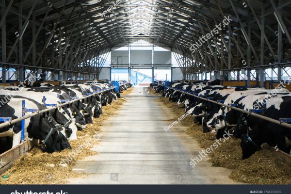 stock-photo--dairy-cows-on-a-farm-in-the-stall-cows-eat-hay-or-grass-cattle-breeding-for-dairy-and-meat-1745359055