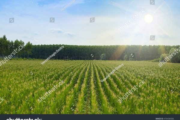 stock-photo-landscape-with-the-image-of-corn-field-470436506