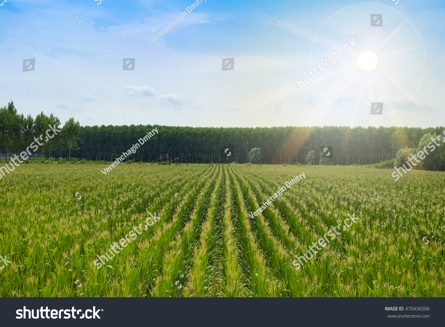 stock-photo-landscape-with-the-image-of-corn-field-470436506