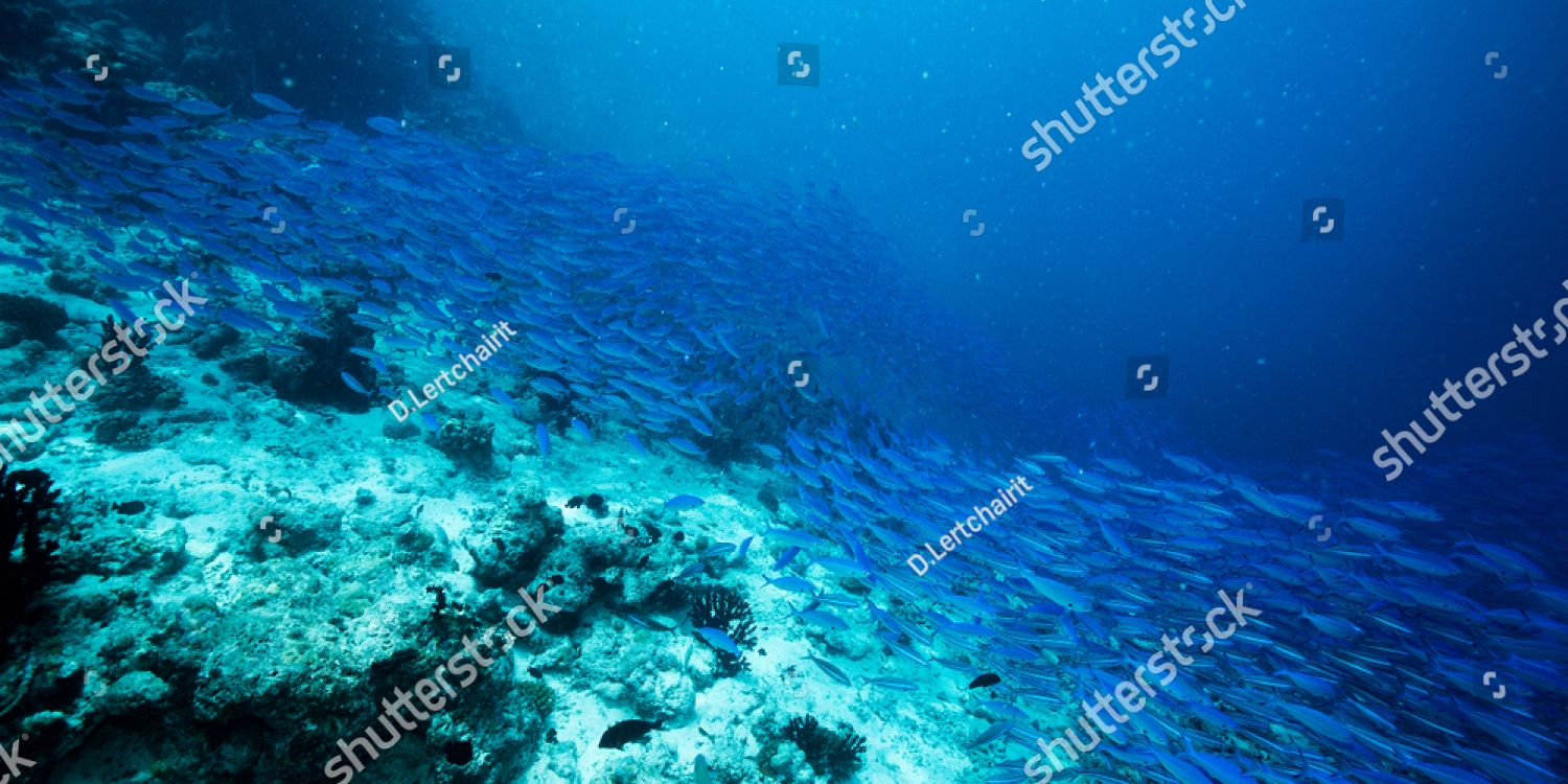 stock-photo-school-of-blue-indian-mackerel-underwater-along-the-dive-site-main-marine-life-resources-under-the-1359426872_copy_1500x750
