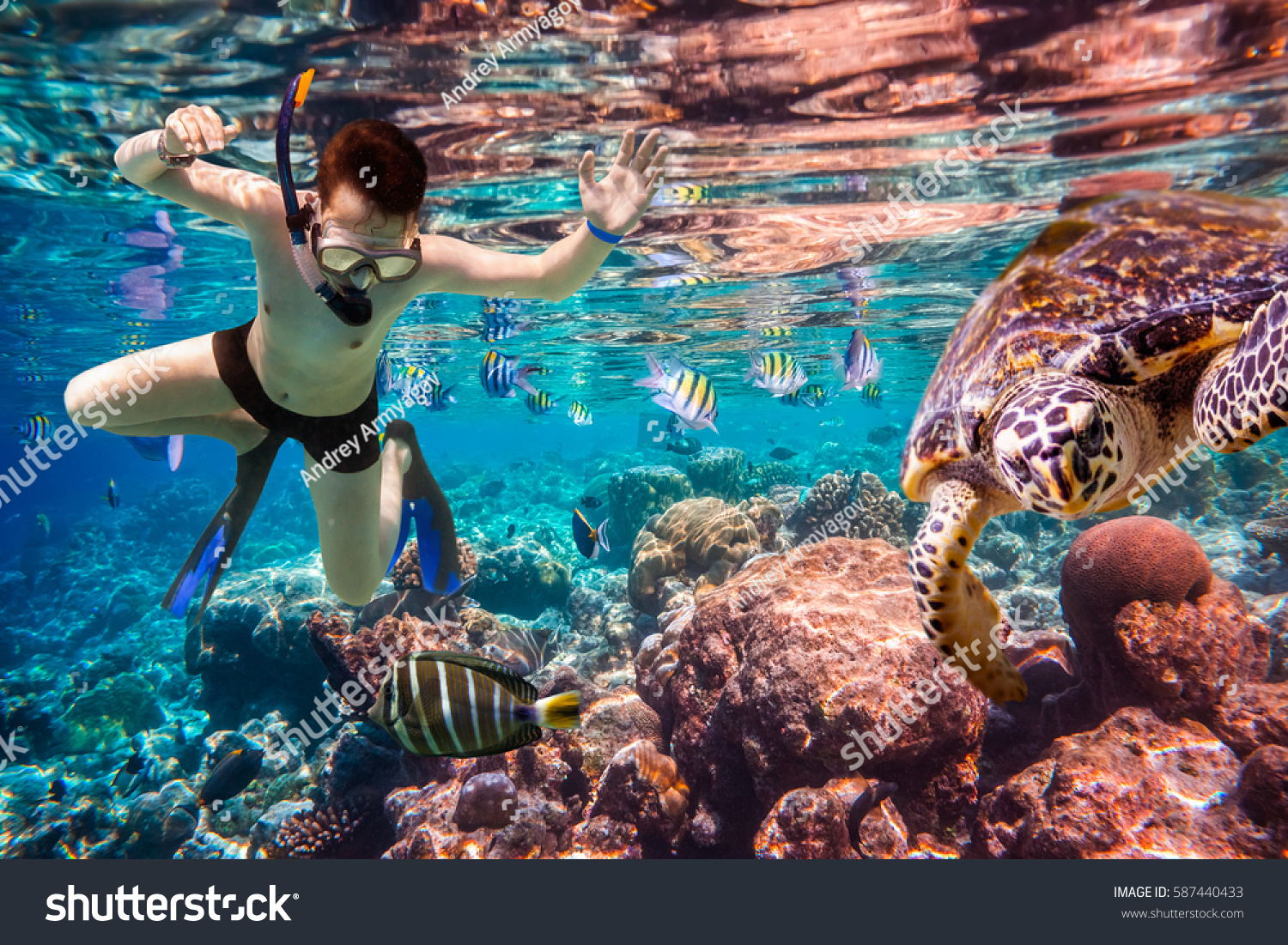 stock-photo-snorkeler-diving-along-the-brain-coral-maldives-indian-ocean-coral-reef-587440433