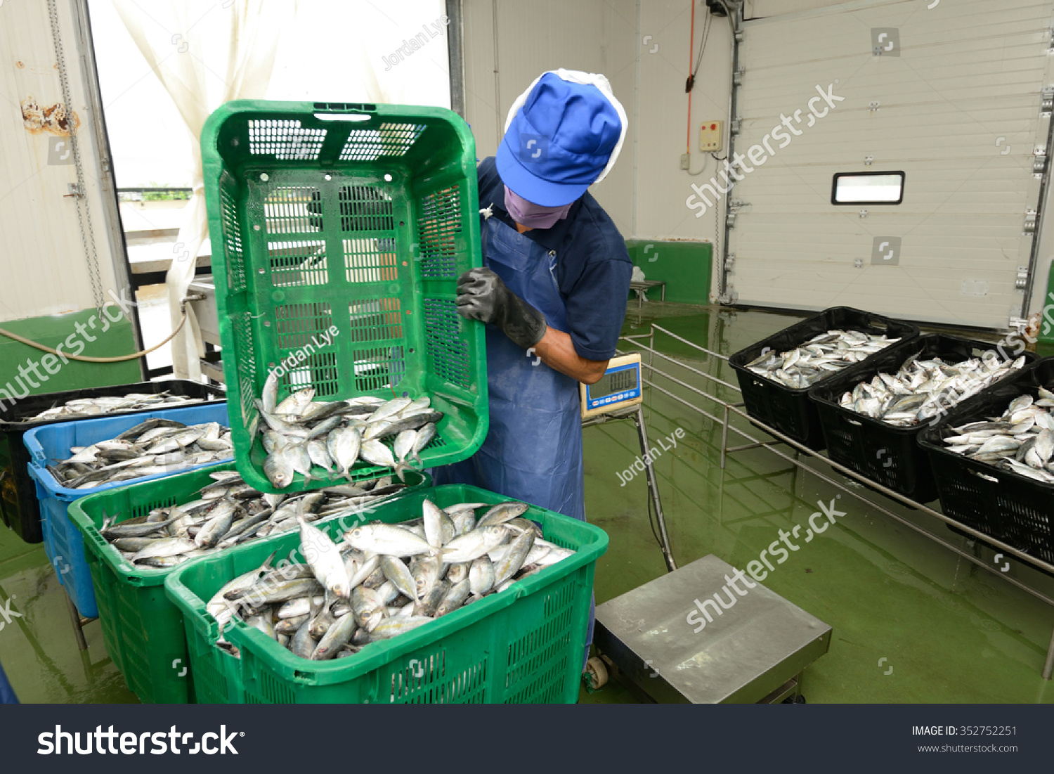 stock-photo-workers-are-sorting-mackerel-fish-in-baskets-352752251